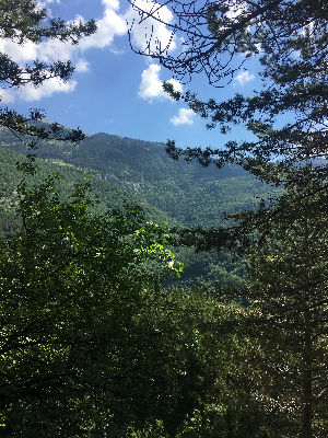 panorama nel bosco con montagna