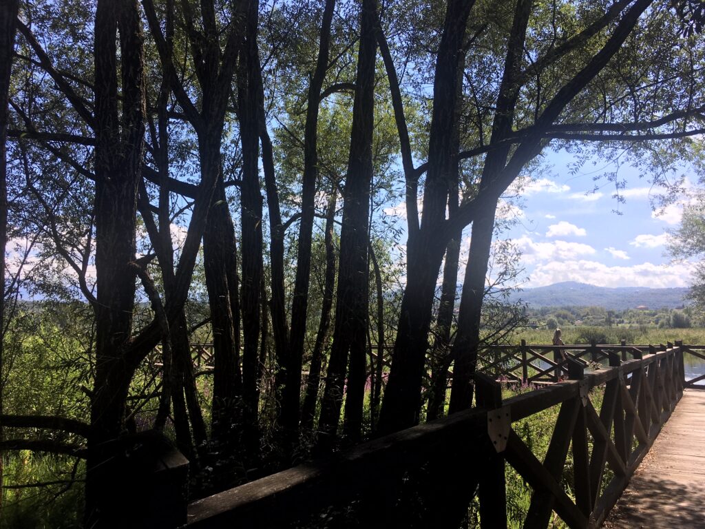 ponte di legno e alberi sul lago